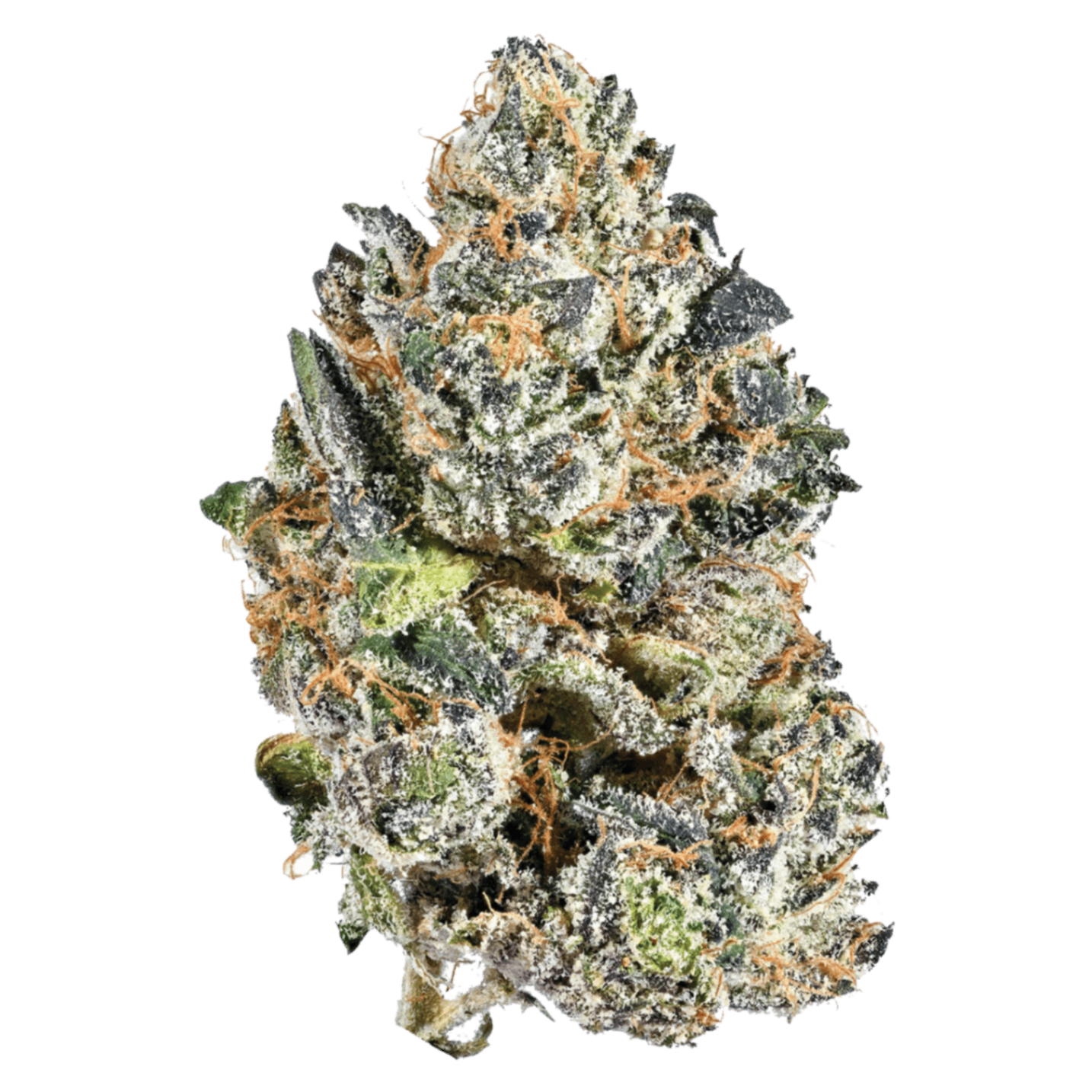 Indica